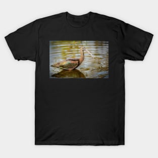 Glossy Ibis in Water T-Shirt